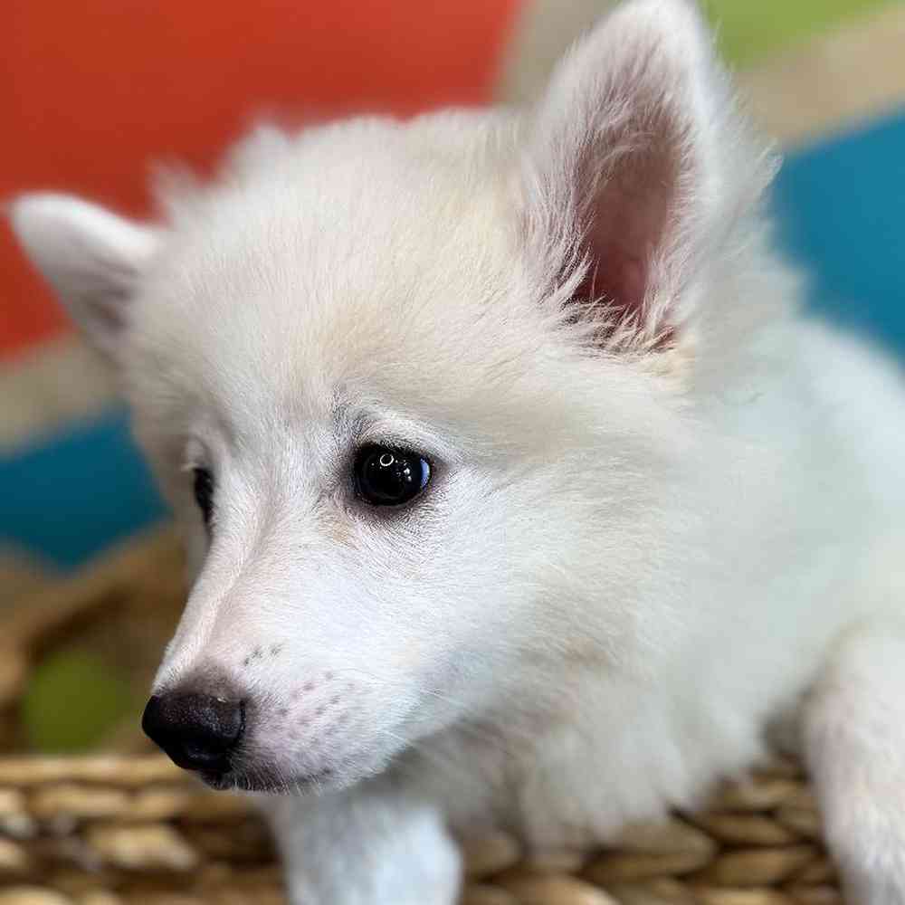 carousel pet images