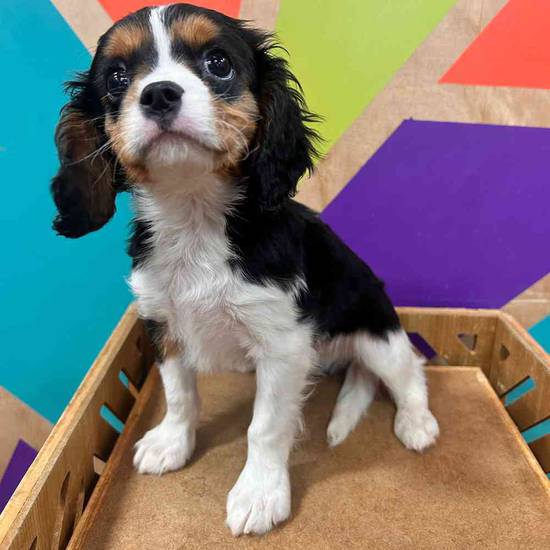 Cavalier King Charles Spaniel