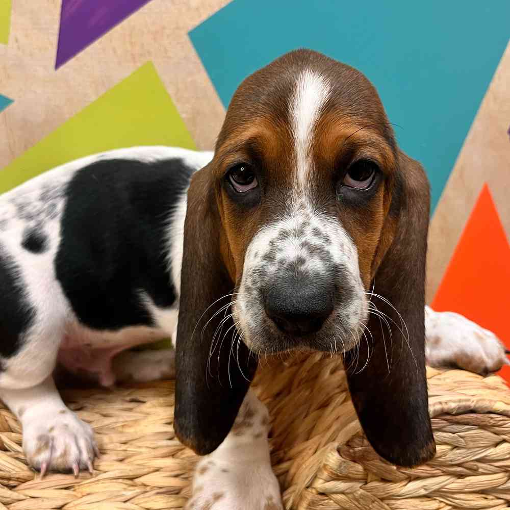 carousel pet images