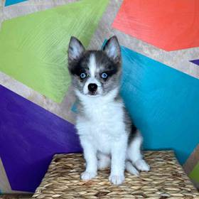 Pom-Klee Kai