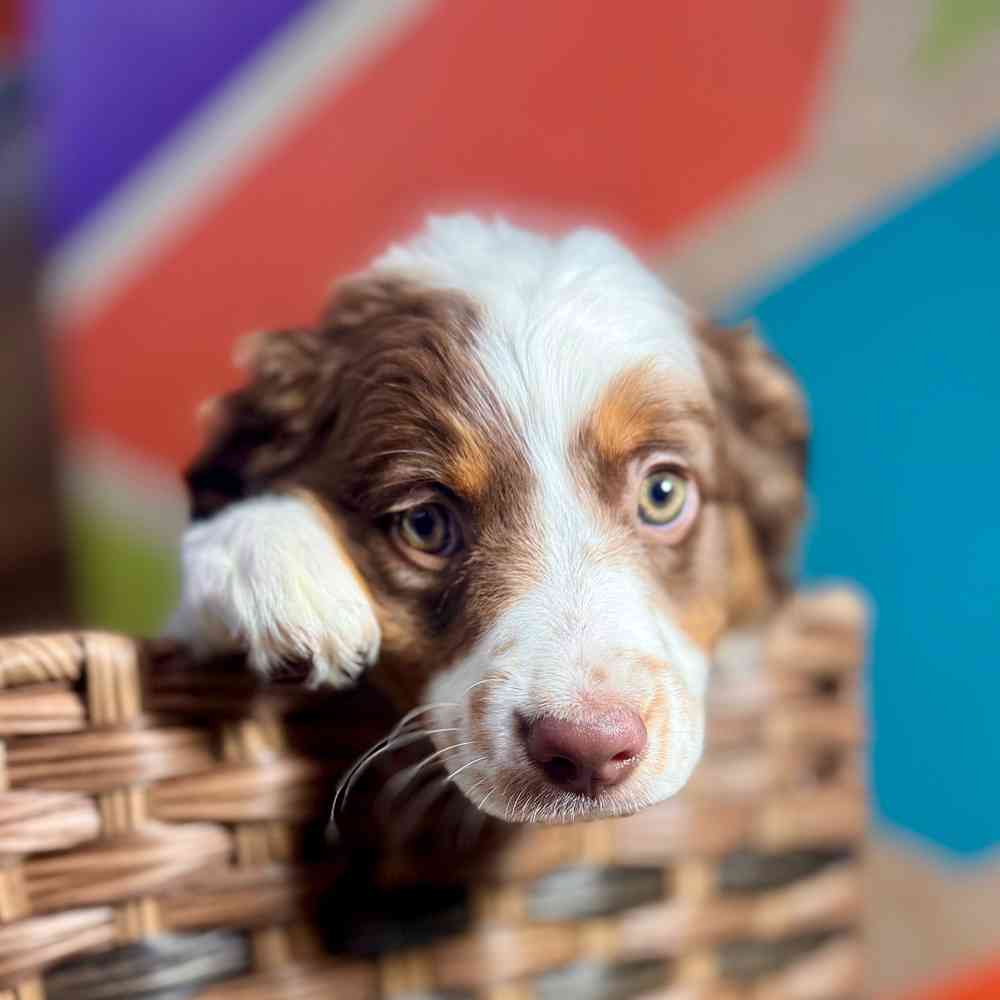 carousel pet images