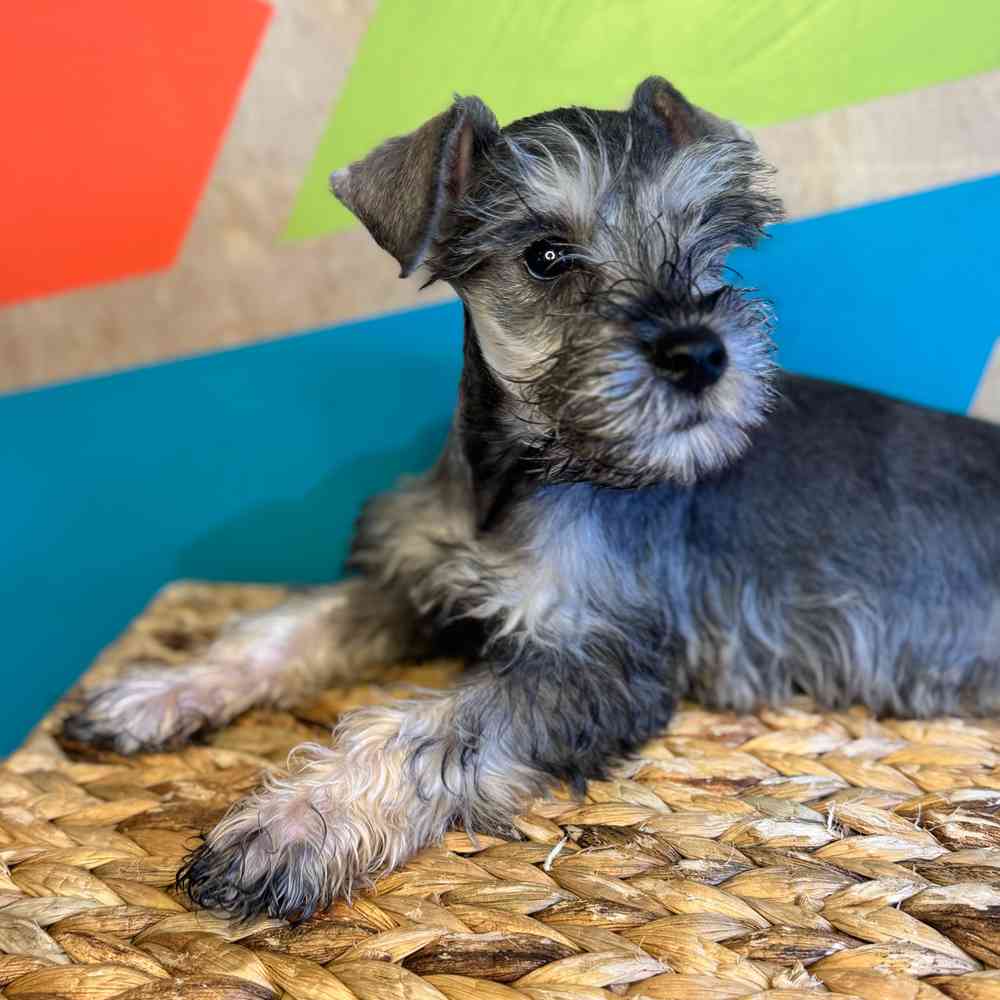 carousel pet images