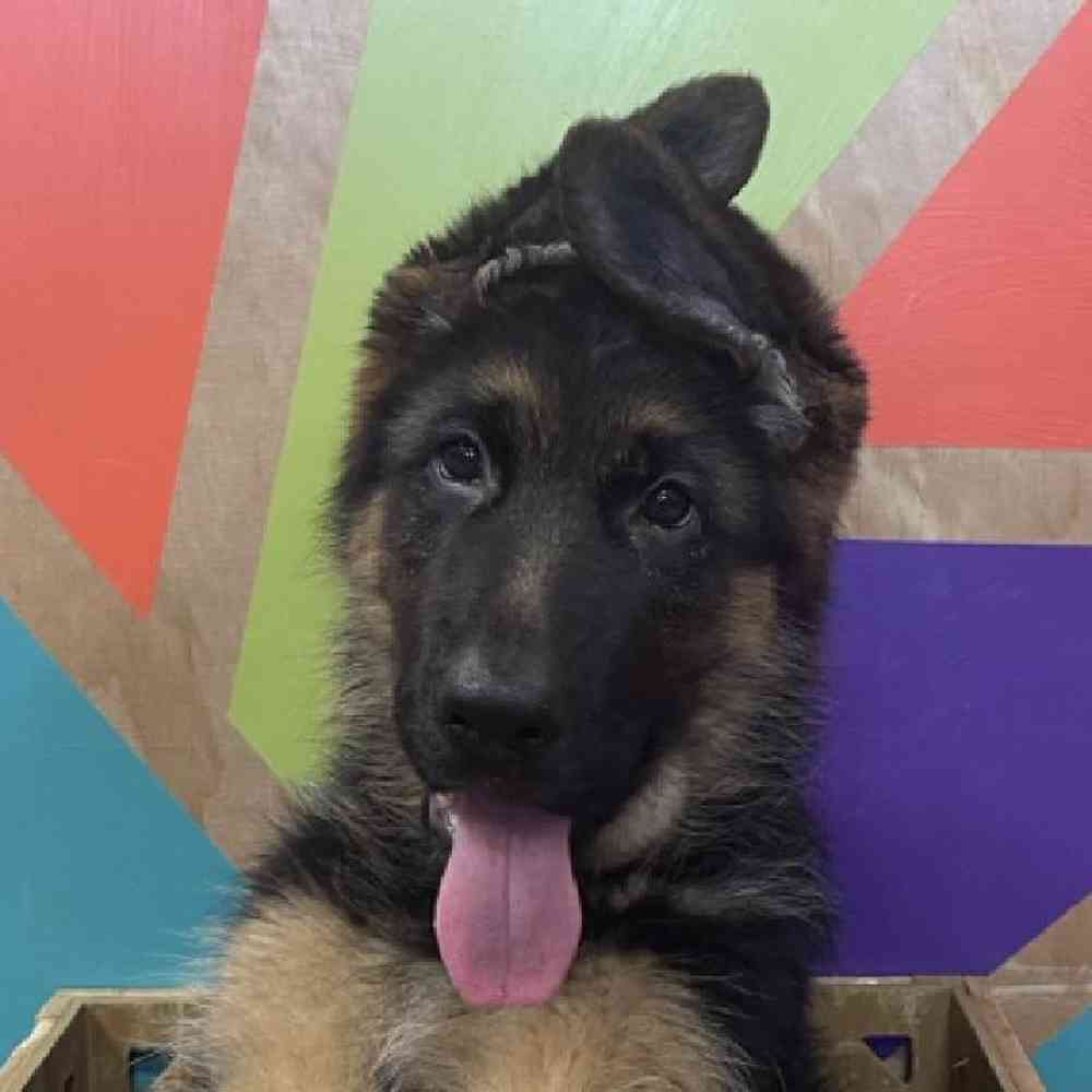 Image of a pet breed in the gallery