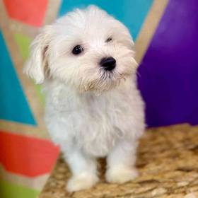Maltese