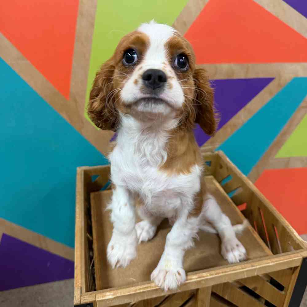 carousel pet images