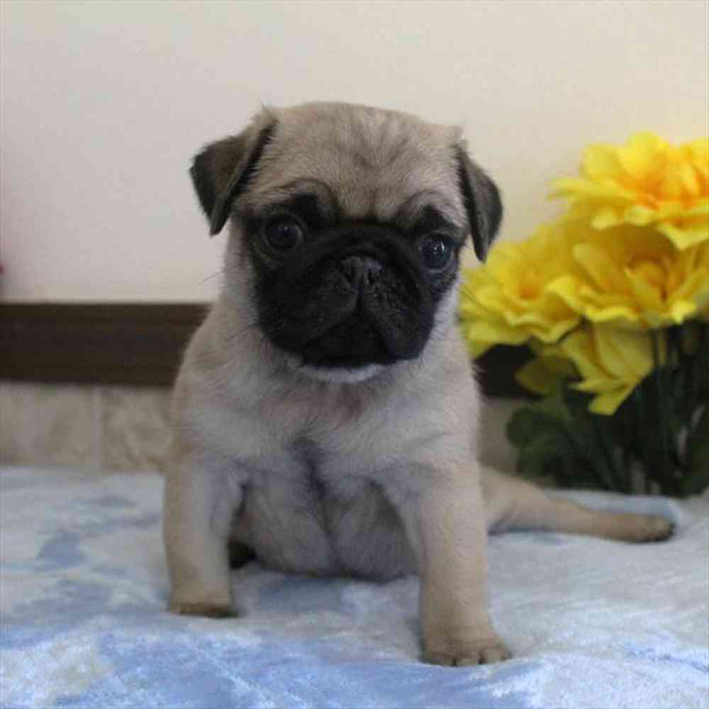 Image of a pet breed in the gallery