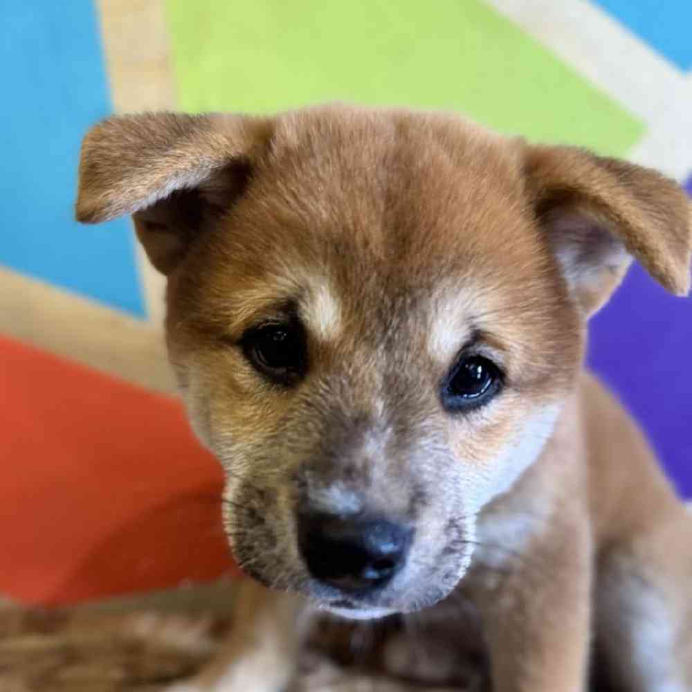 carousel pet images