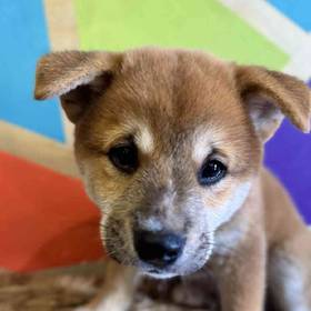 Shiba Inu