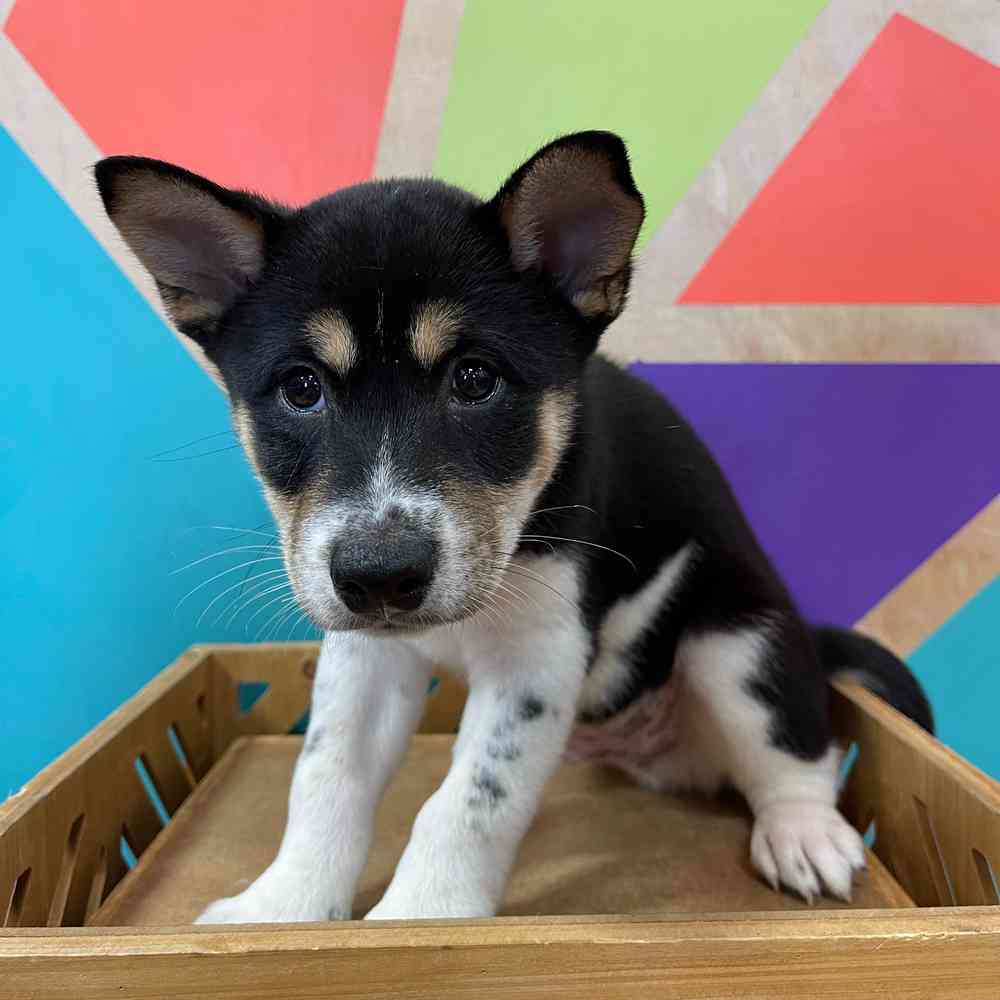 pet breed image