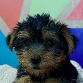 Yorkie