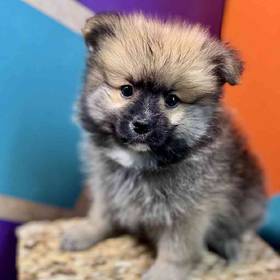 Pomeranian