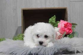Bichon