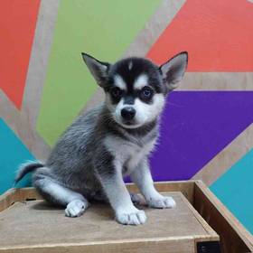 Alaskan Klee Kai