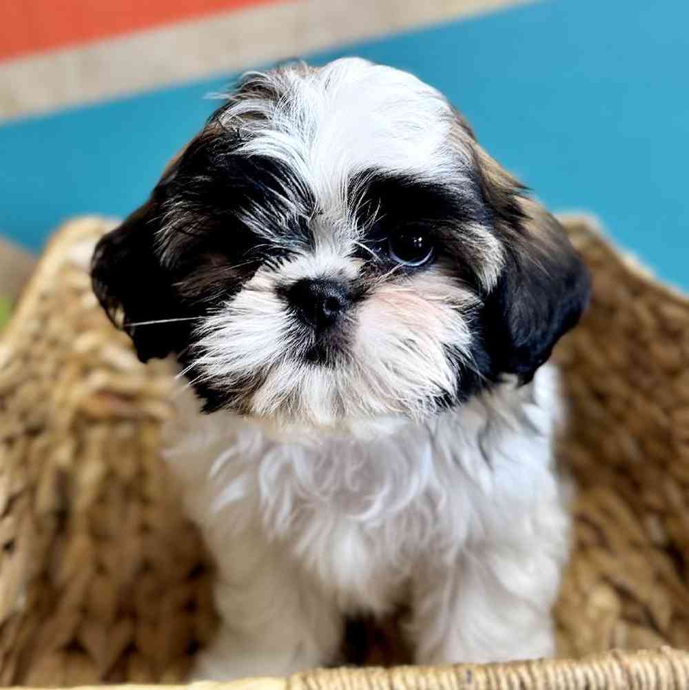 carousel pet images