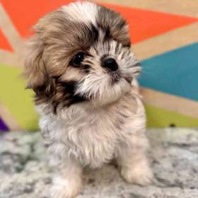 Shih Tzu