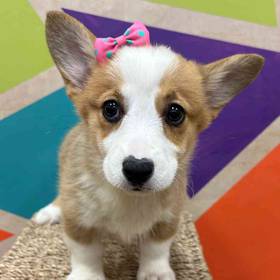 Pembroke Welsh Corgi