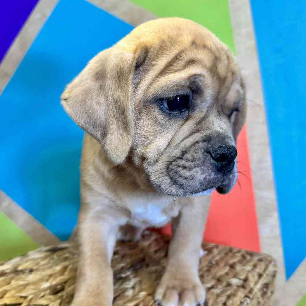 carousel pet images