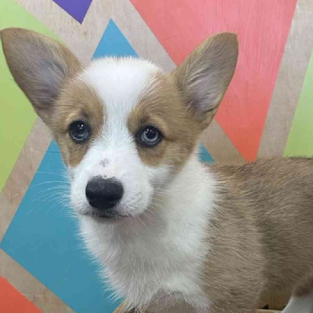 carousel pet images