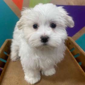 Maltese