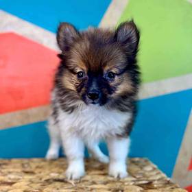 Pomeranian