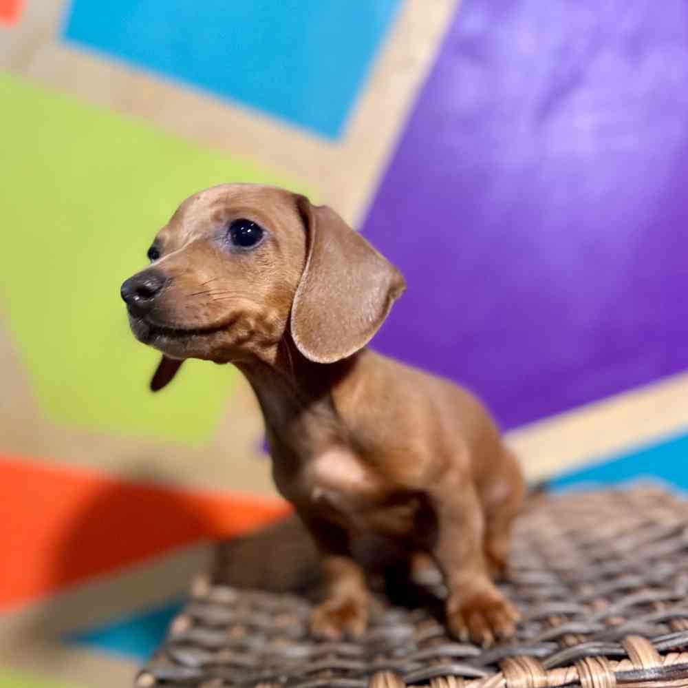 Image of a pet breed in the gallery