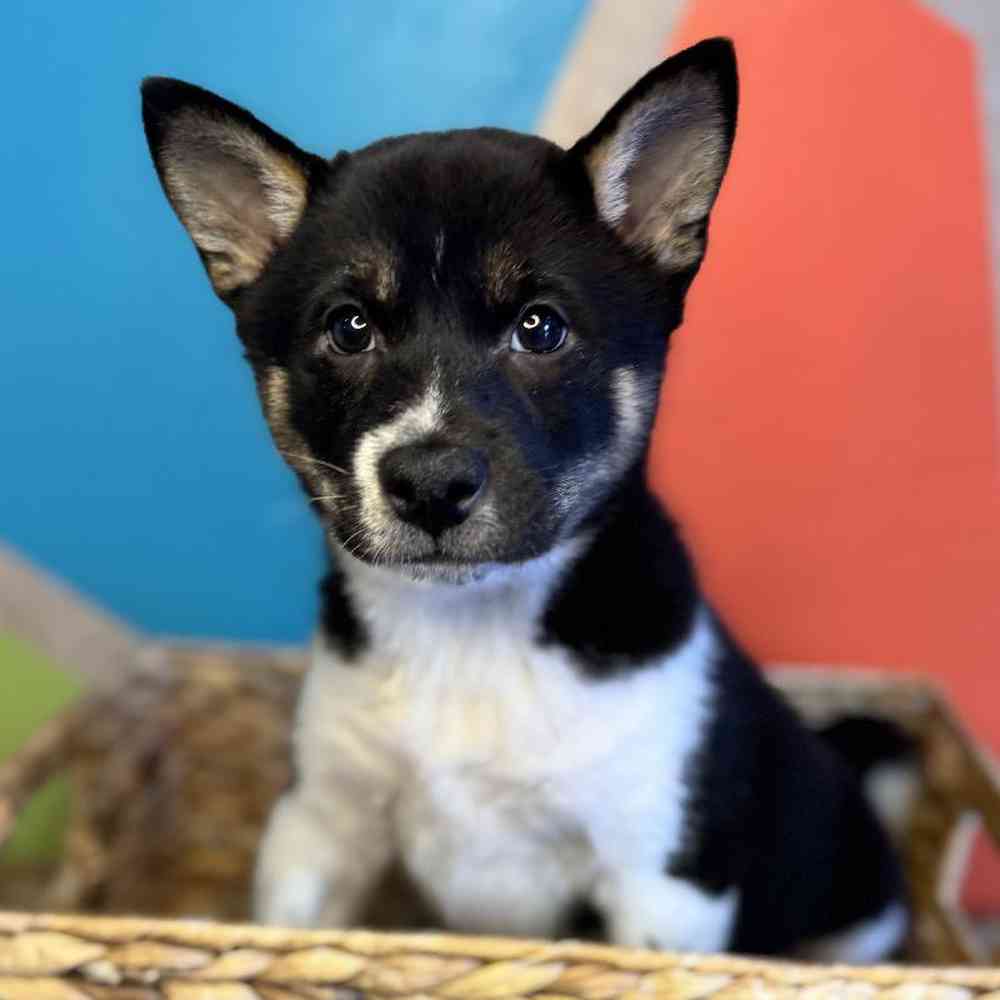 pet breed image