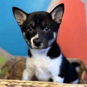 Shiba Inu