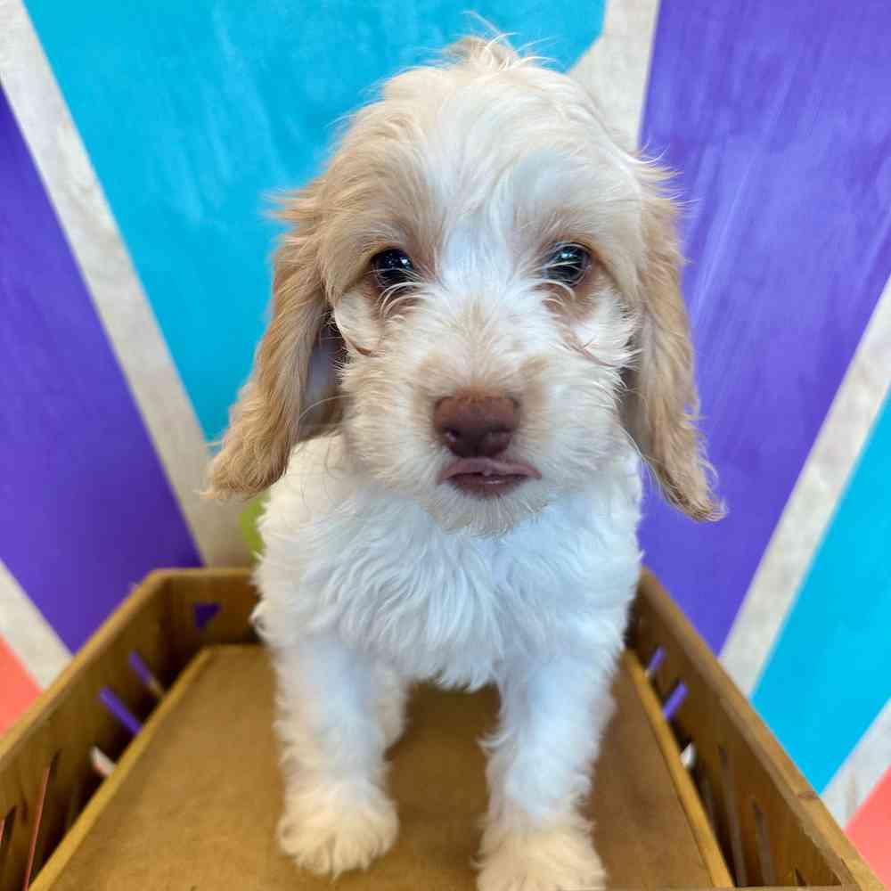 carousel pet images