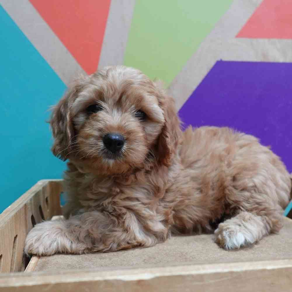 carousel pet images