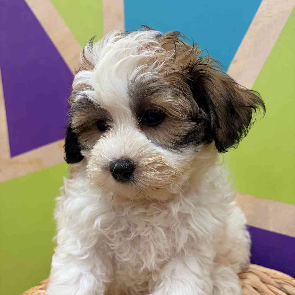 carousel pet images
