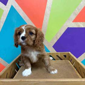 Cavalier King Charles Spaniel