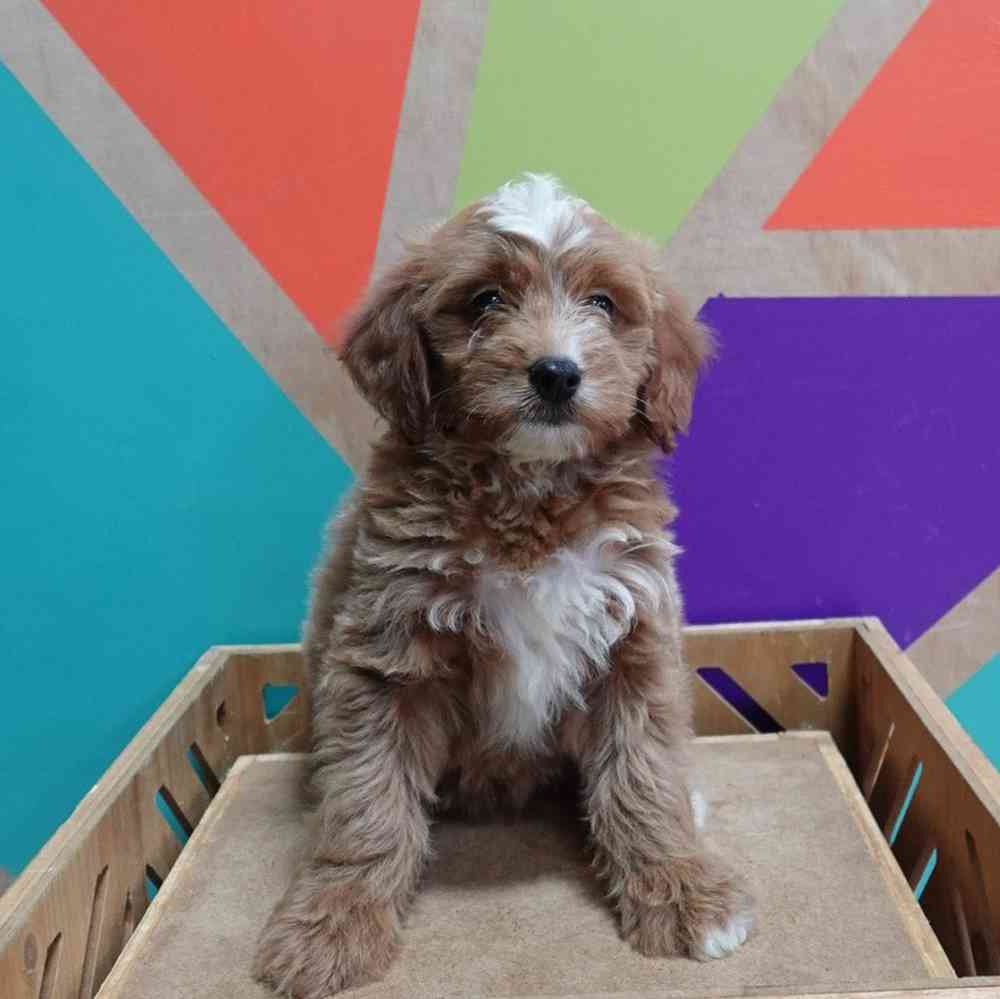 carousel pet images