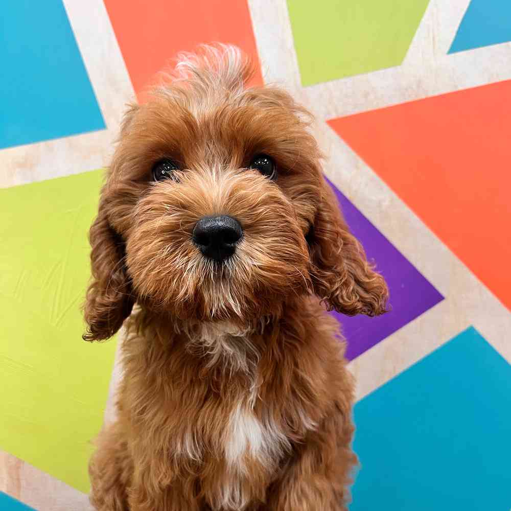 carousel pet images