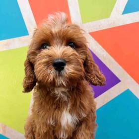 Cavapoo