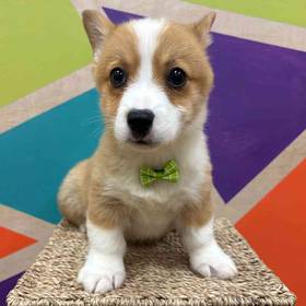 Pembroke Welsh Corgi