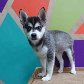 Alaskan Klee Kai