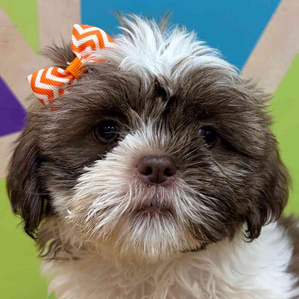 carousel pet images