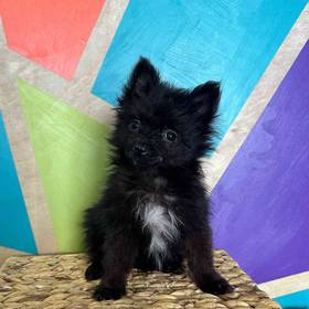 Pomeranian