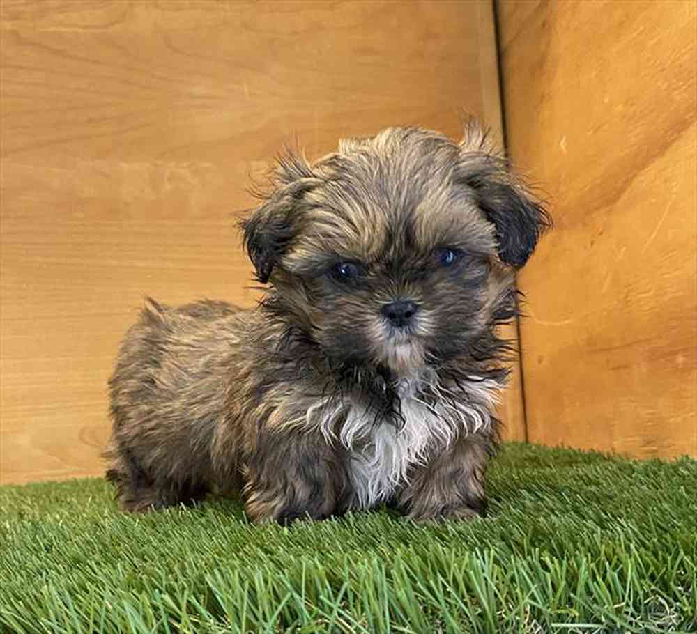 carousel pet images