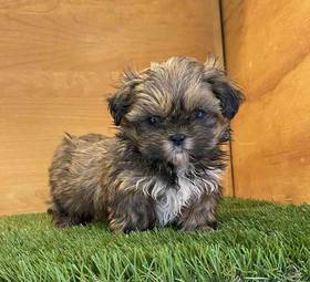 Shih Tzu