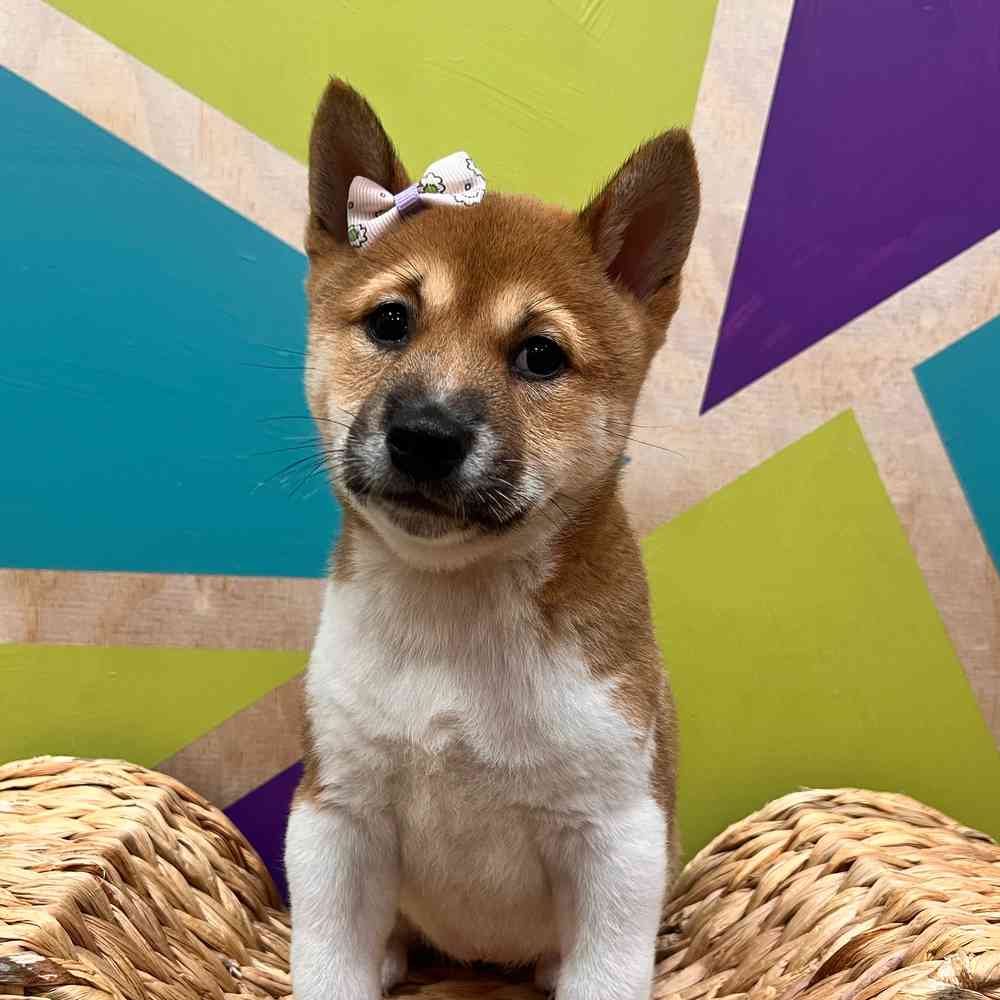 pet breed image