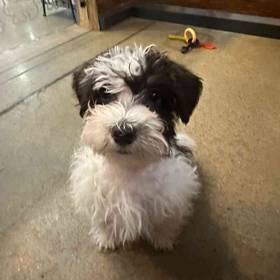 Mini Schnauzer