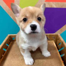 Pembroke Welsh Corgi