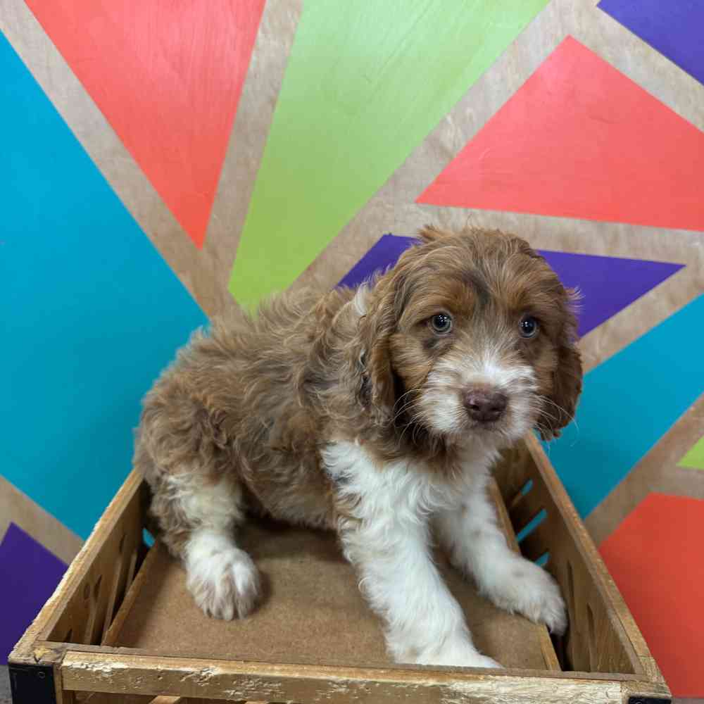 carousel pet images