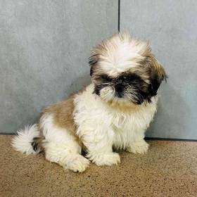 Shih Tzu