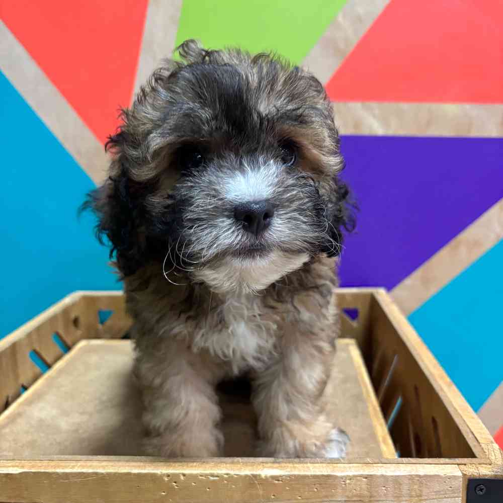 carousel pet images