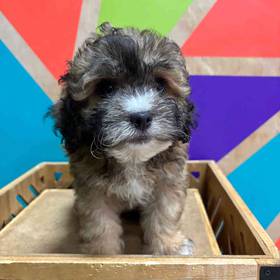 Lhasa-Poo