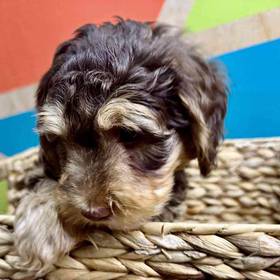 Yorkie-Poo