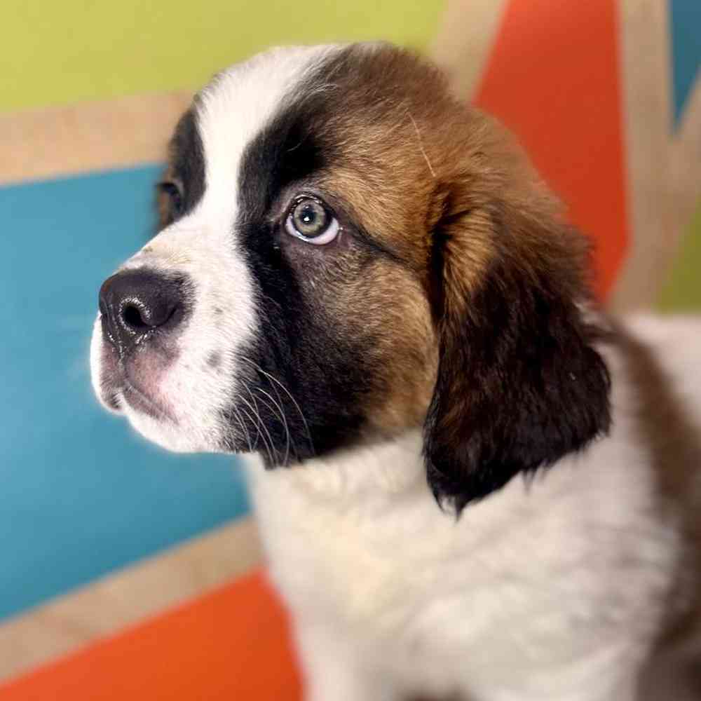 pet breed image