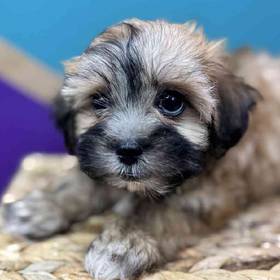 Teddy Bear